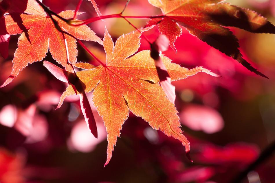 Maple Autumn Leaf