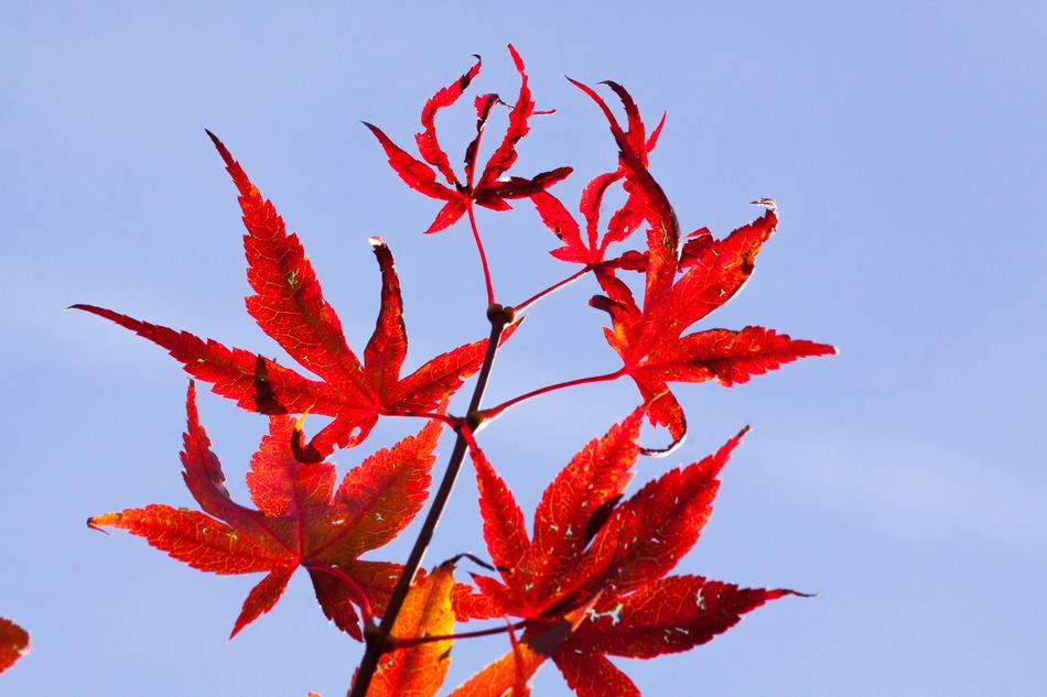 Maple Autumn Leaf