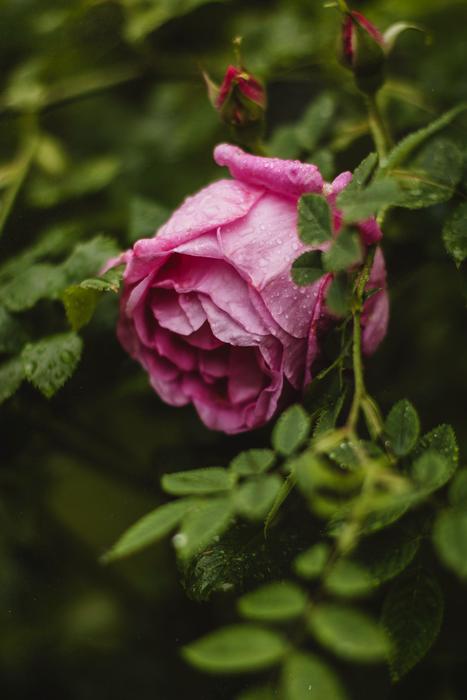 Bloom Blossom Dew
