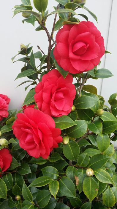 Red camellia in the home garden