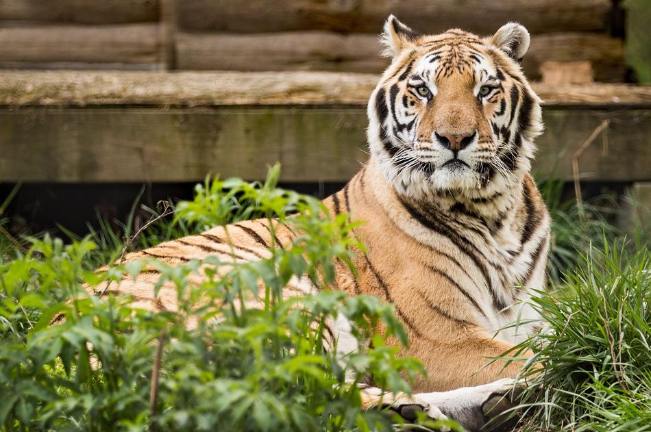 elegant tiger lies in green grass