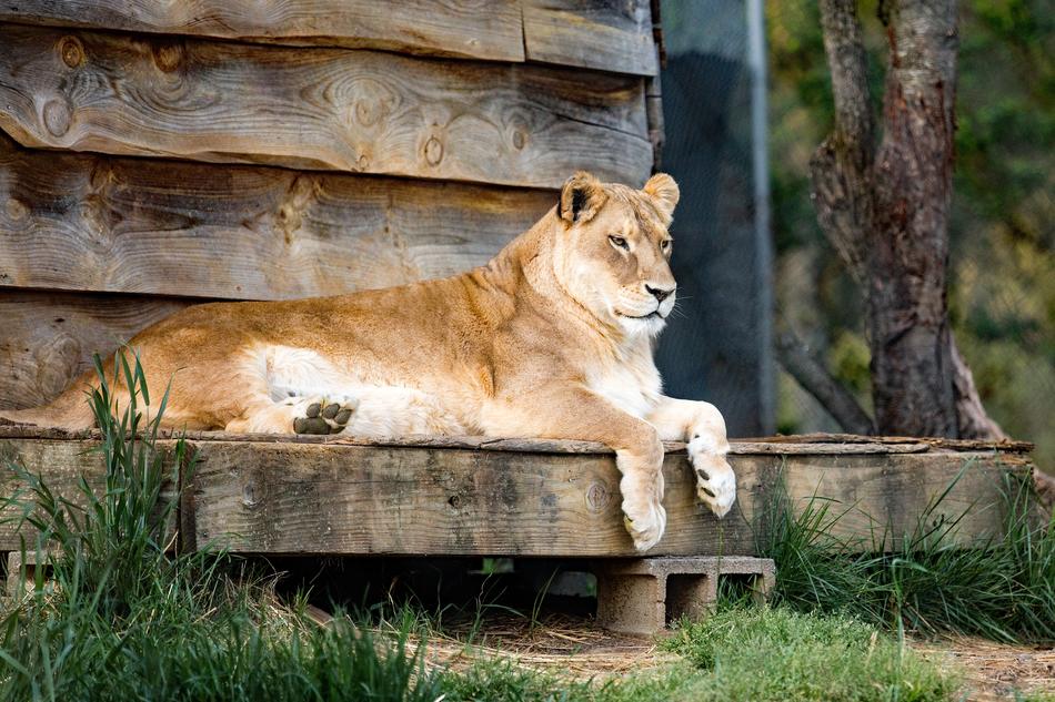 lioness in a park in north carolina