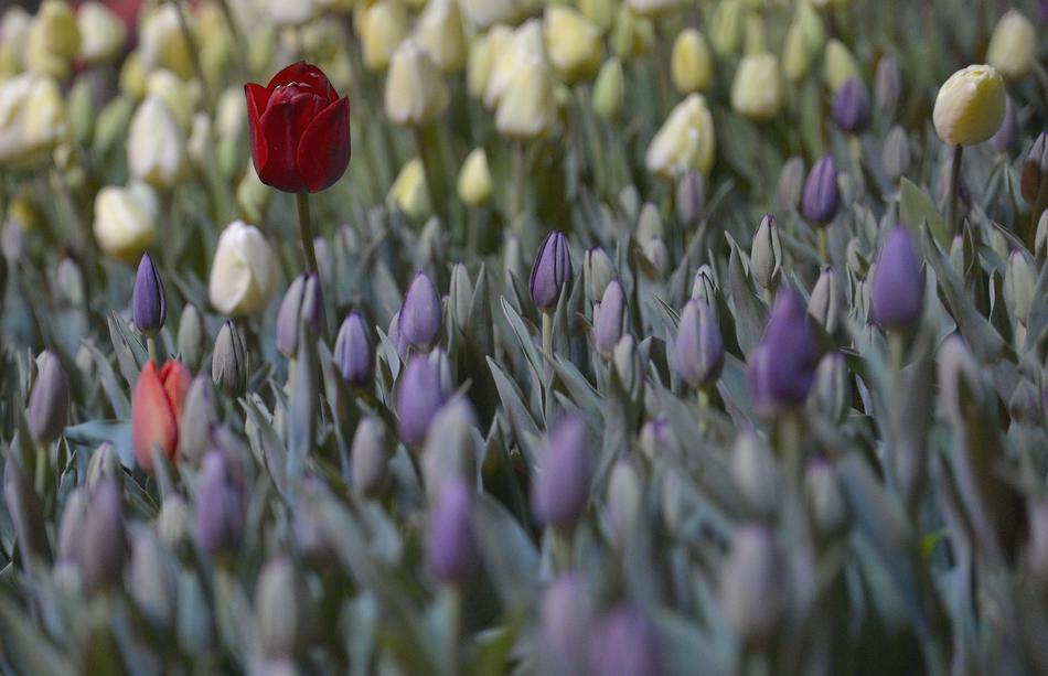 Tulips Single
