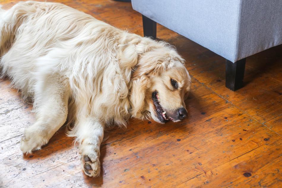 golden retriever on the floor in the room