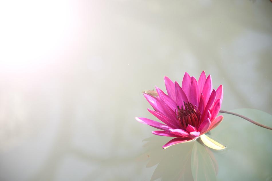 Flora Flower Lotus
