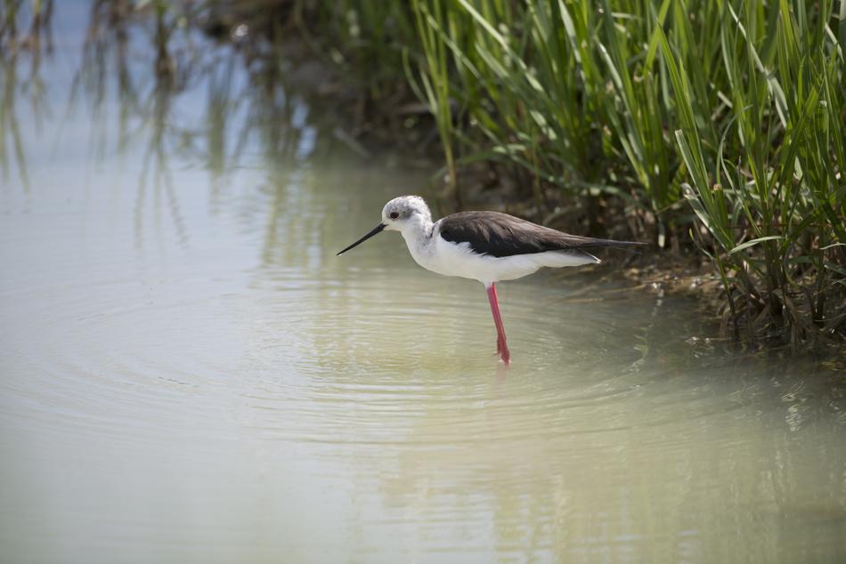 Stilt stands in water at bank