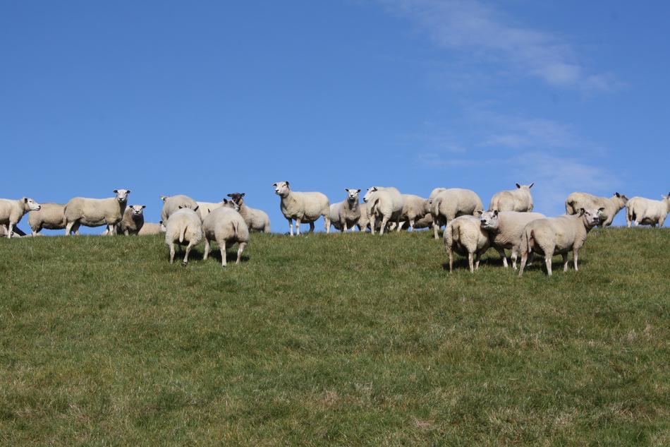 Rural Sheep Flock on hill