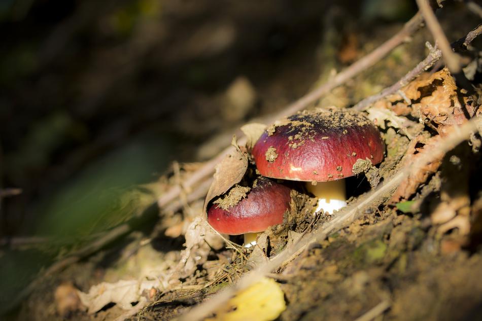 Mushroom Red Pigeon