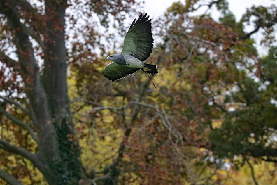 Grey Buzzard Eagle in flight at forest