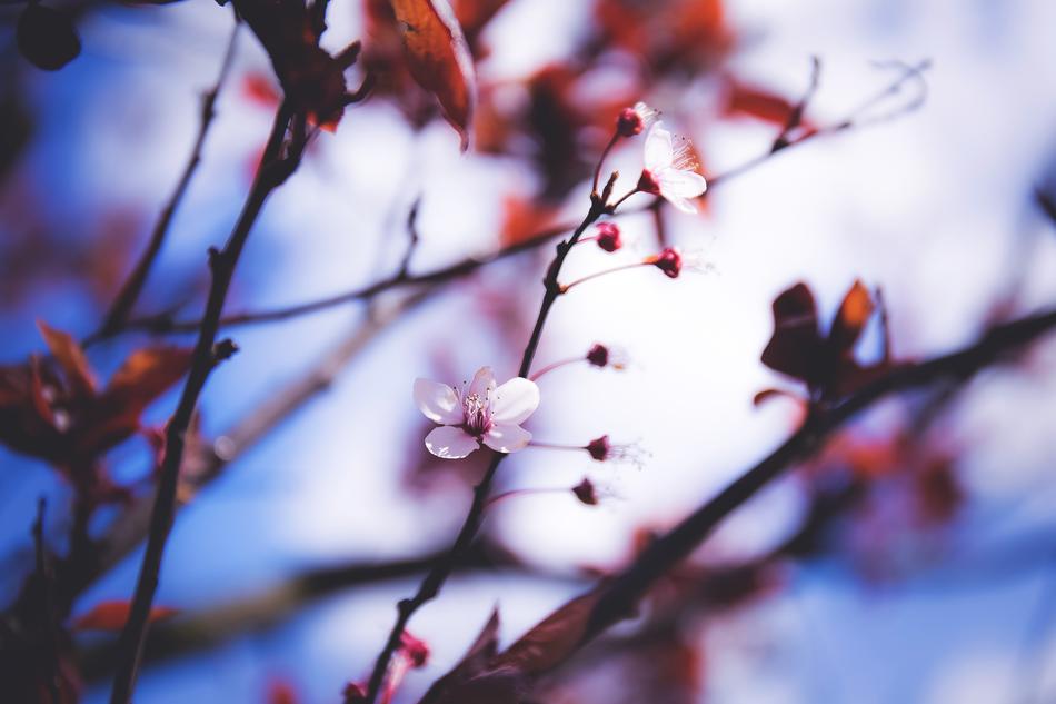 Flower Nature Tree