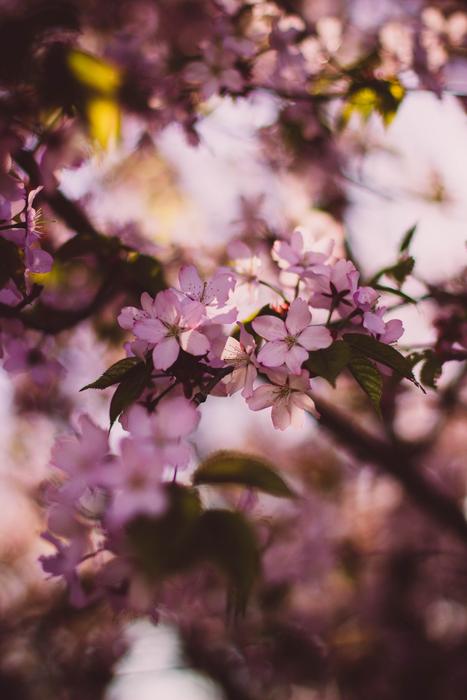 Blossom Branches Flora