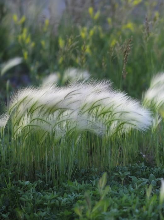Nature Plants Colorado Fuzzy