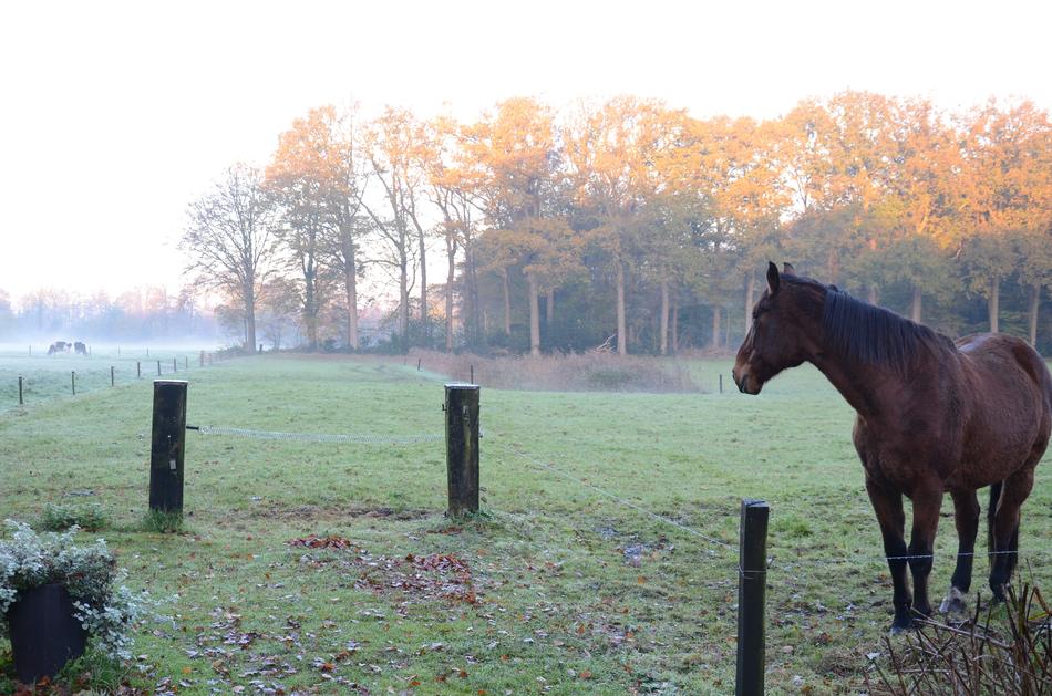 Horse on foggy Pasture