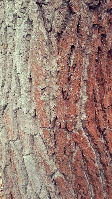 Forest Nature Tree