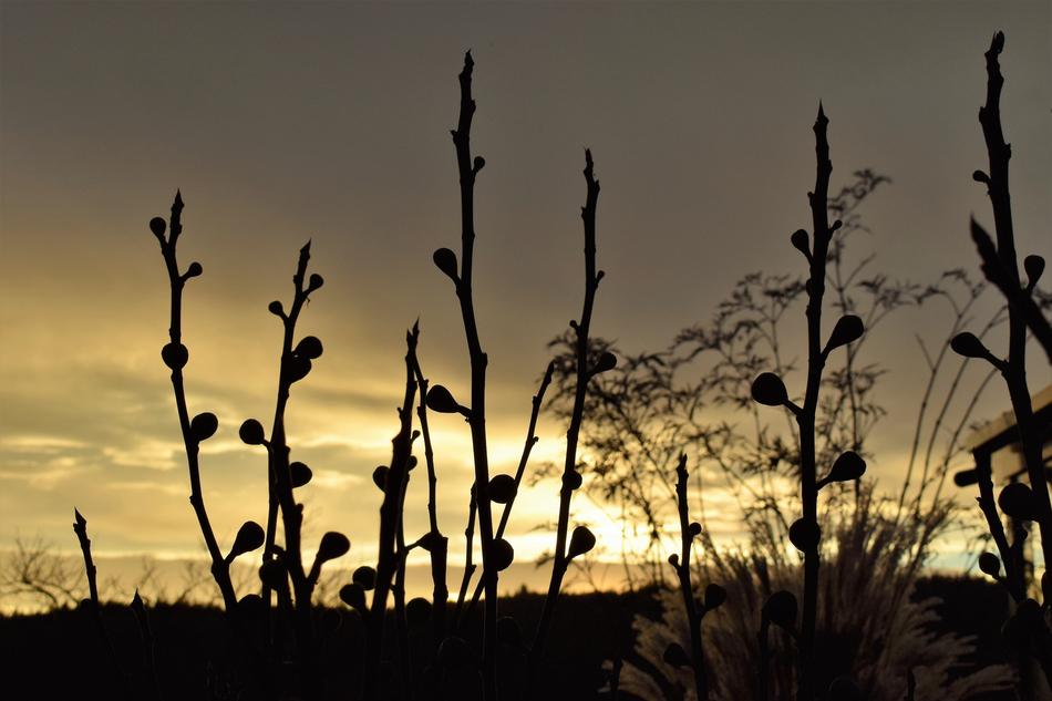 Morgenrot Morgenstimmung Grasses