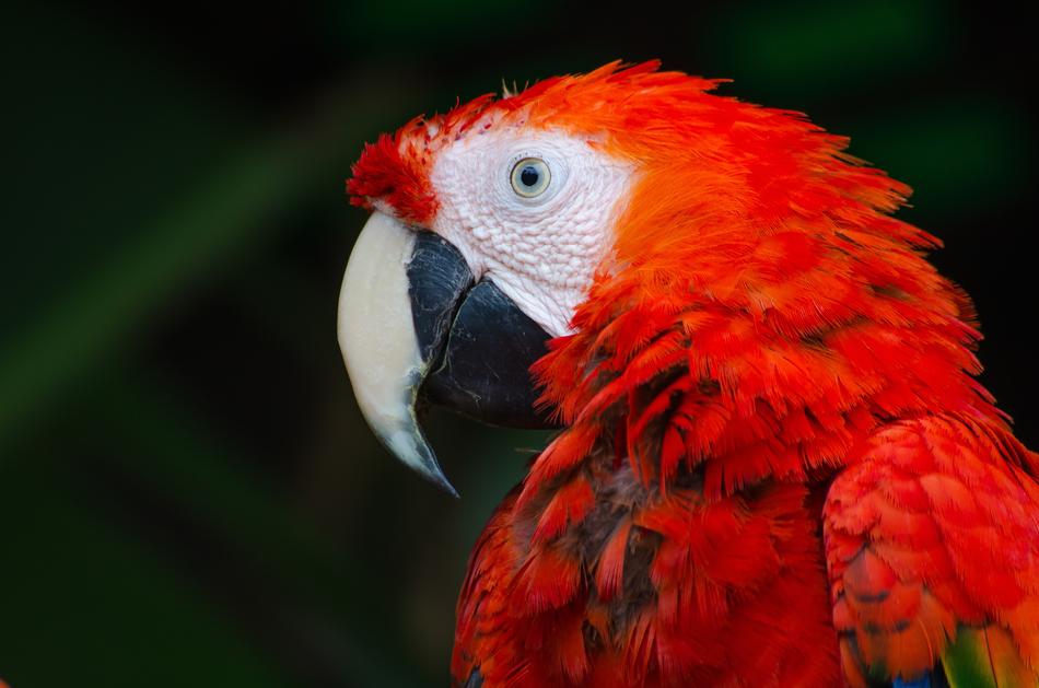 Enchanting and beautiful red Bird portrait