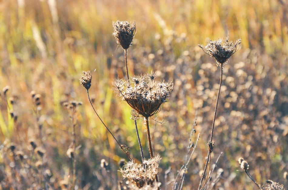 Autumn Nature Plant