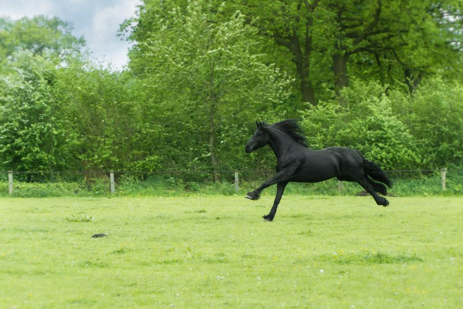 running black horse