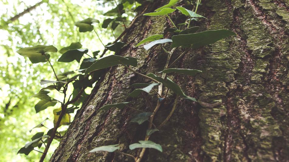 Bark Climber Forest