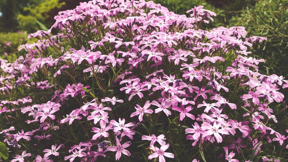 Bloom Blossom Flora