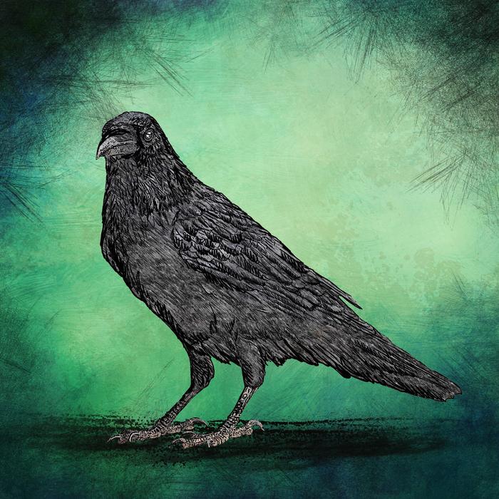 crow on green drawing