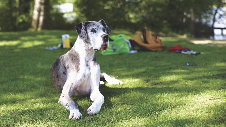 gorgeous Dog Domestic