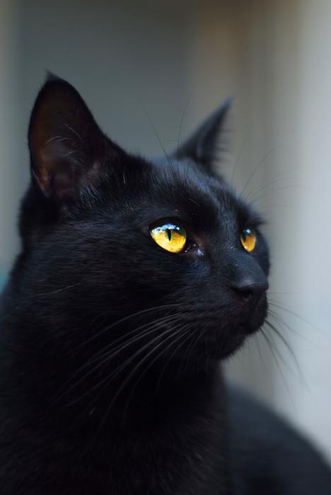 enchanting Black Kitty