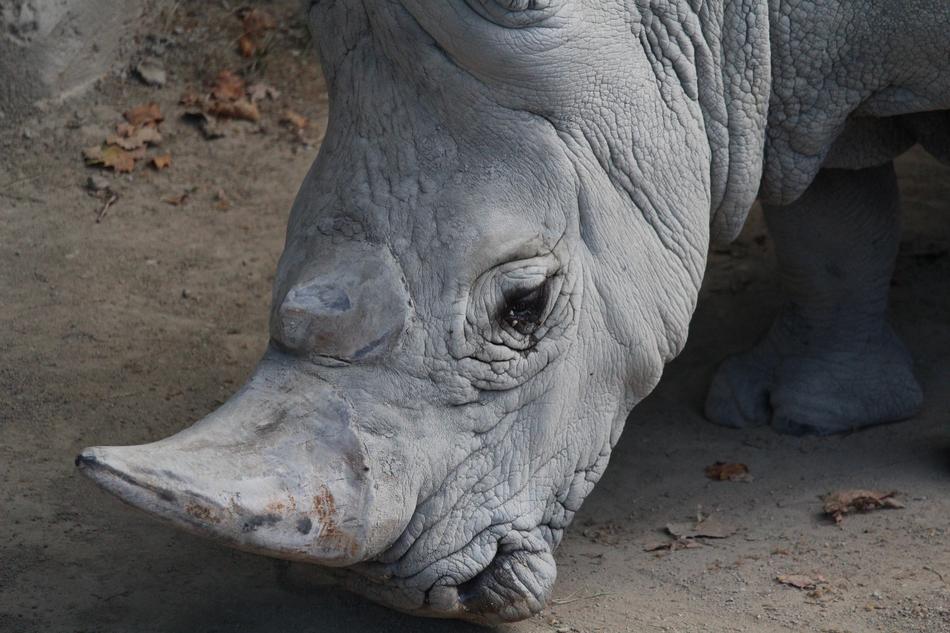 Portrait of the cute and beautiful, grey rhinoceros, with the horn