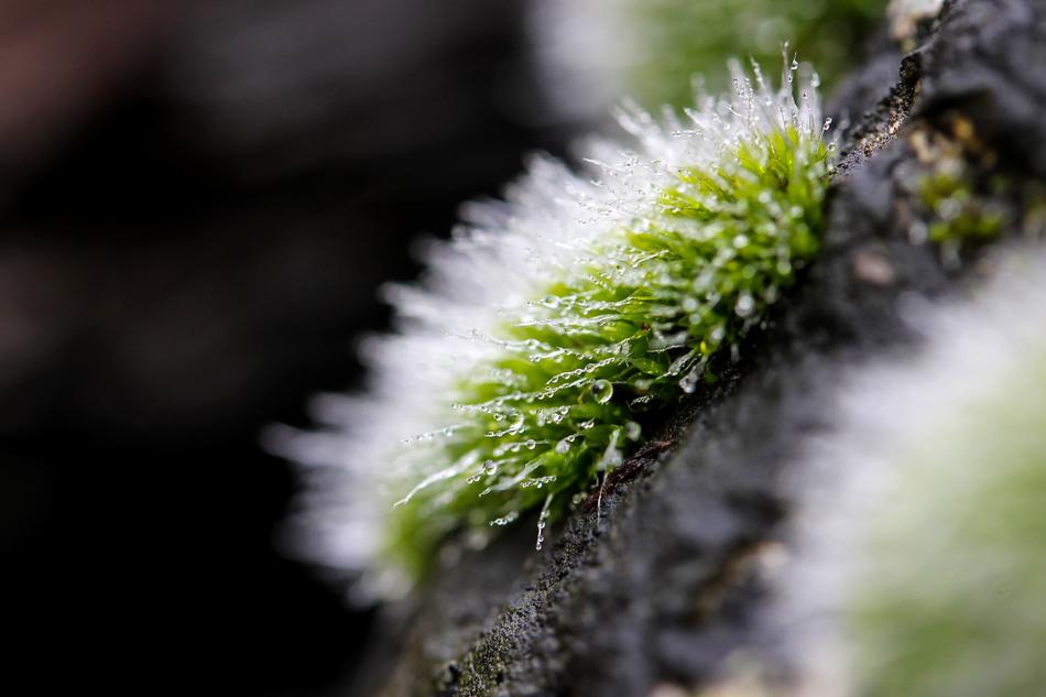 Moss Cushions Plant