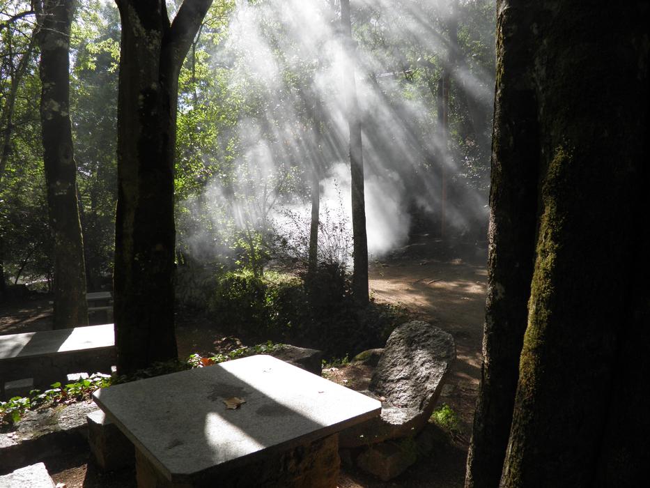 Wood Tranquil Sunlight