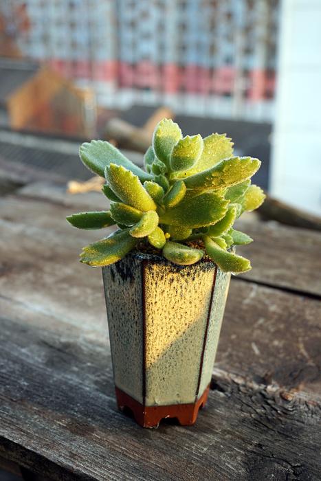 The Fleshy Plant Bear Boy