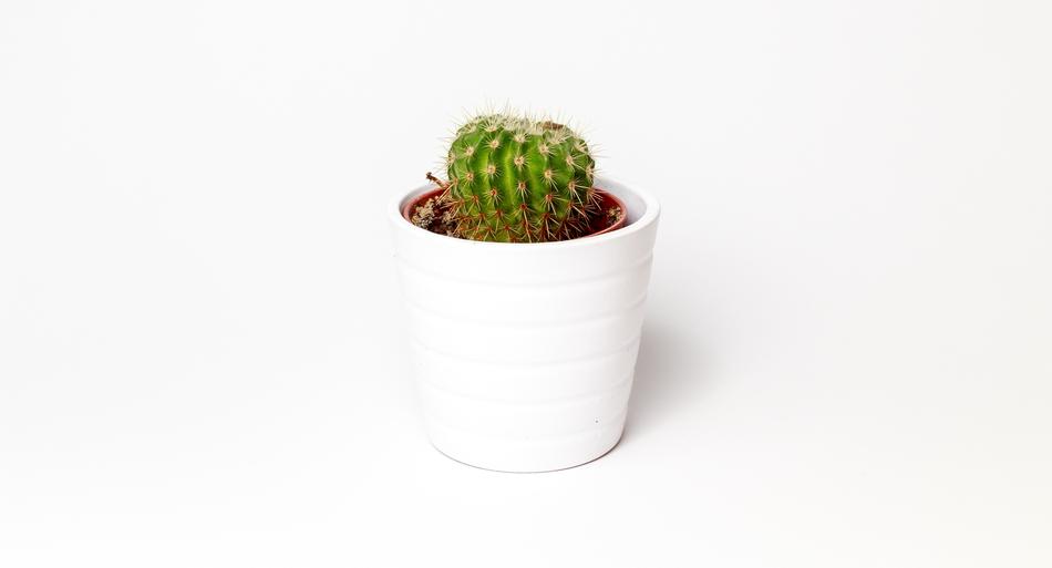 Cactus Minimalism Plant