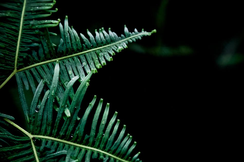 Dew Fern Green