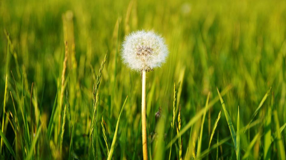 Flowers Nature Dandelion