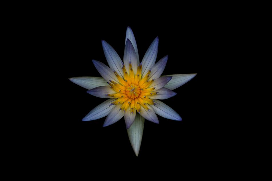 Bloom Blossom Flora