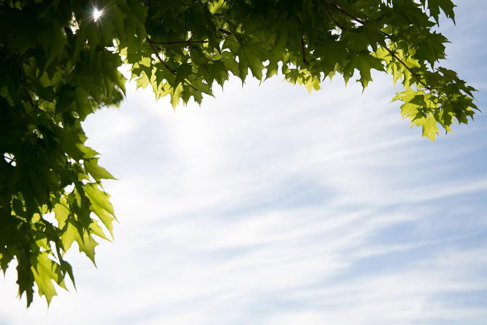 Clouds Leaves Nature
