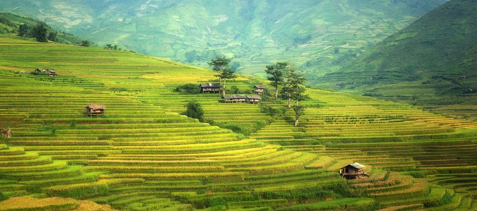 Asia Rice China