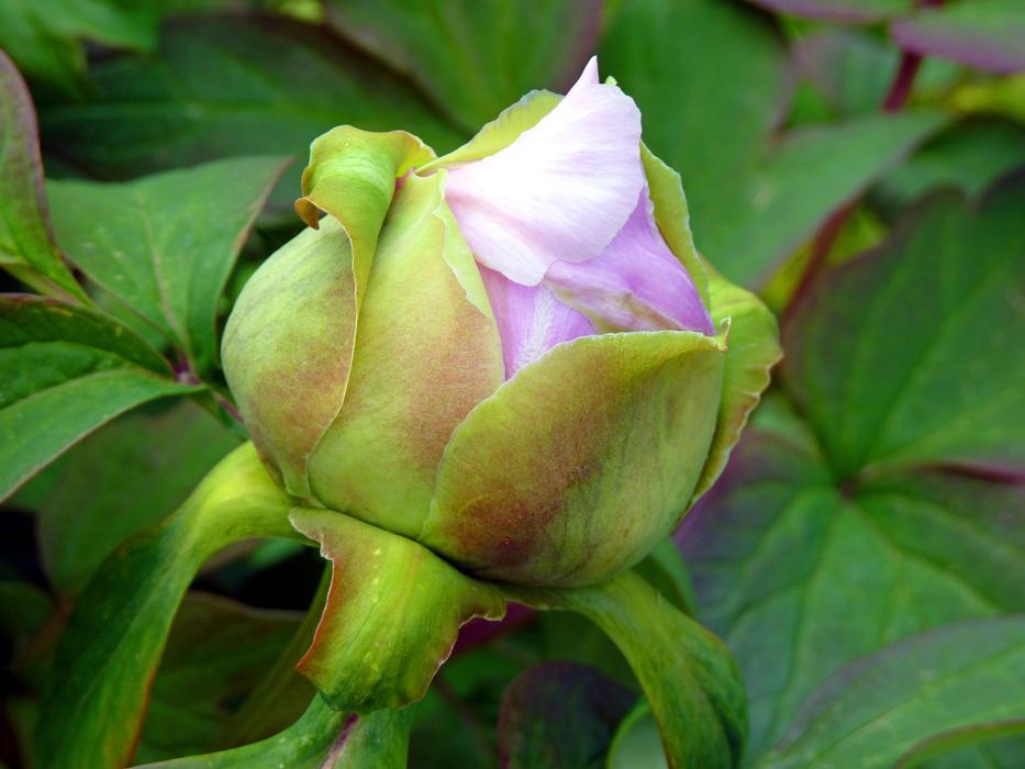Flower Button Peony
