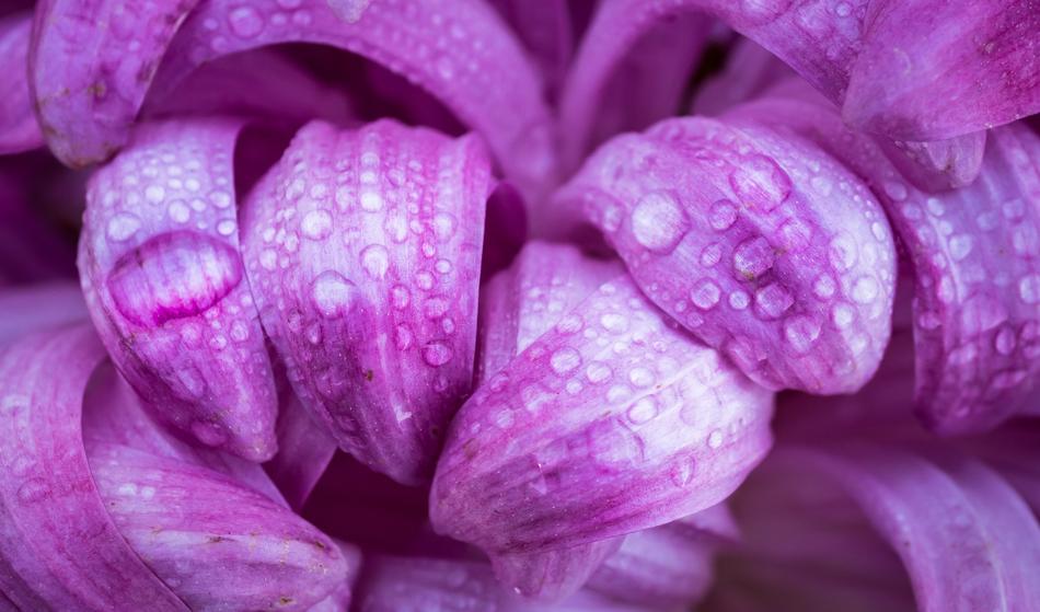 Flowers Nature Plants
