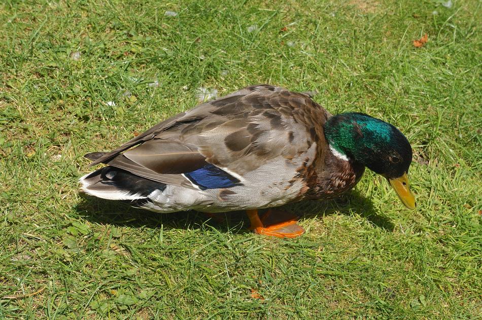 beautiful mallard grazing