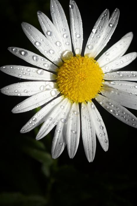 Blossom Close-Up