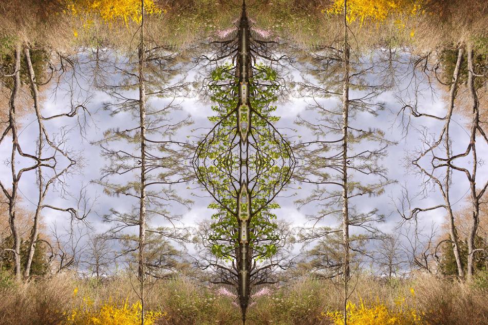 trees branches creativity dream
