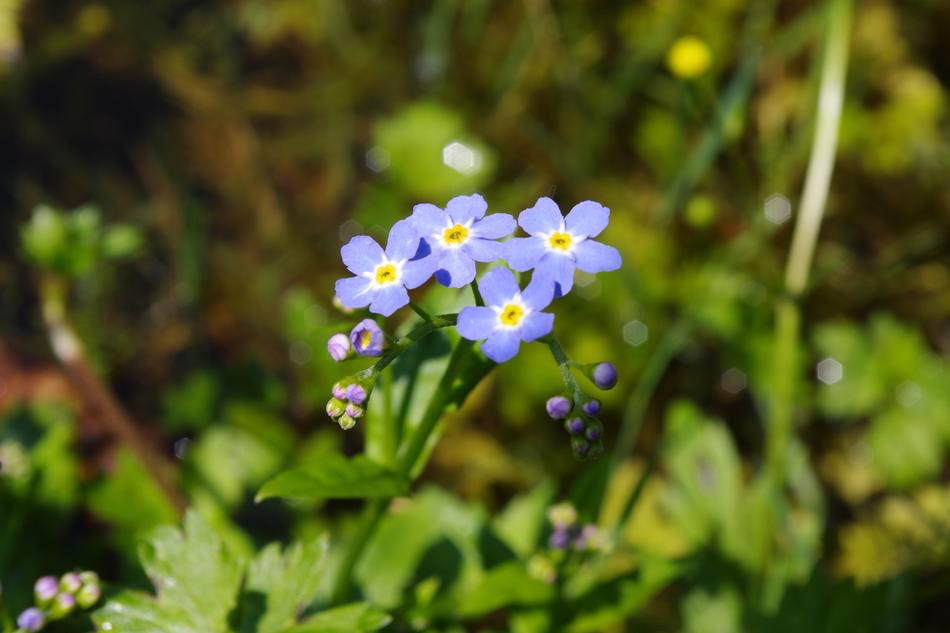 Forget Mein Not Blue Blossom Na