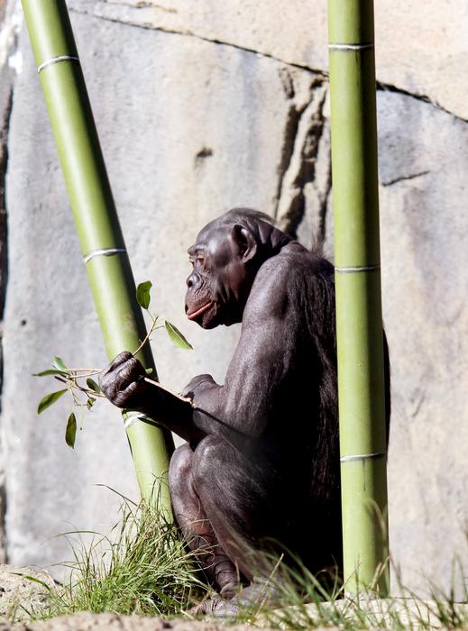 Ape Wild Nature