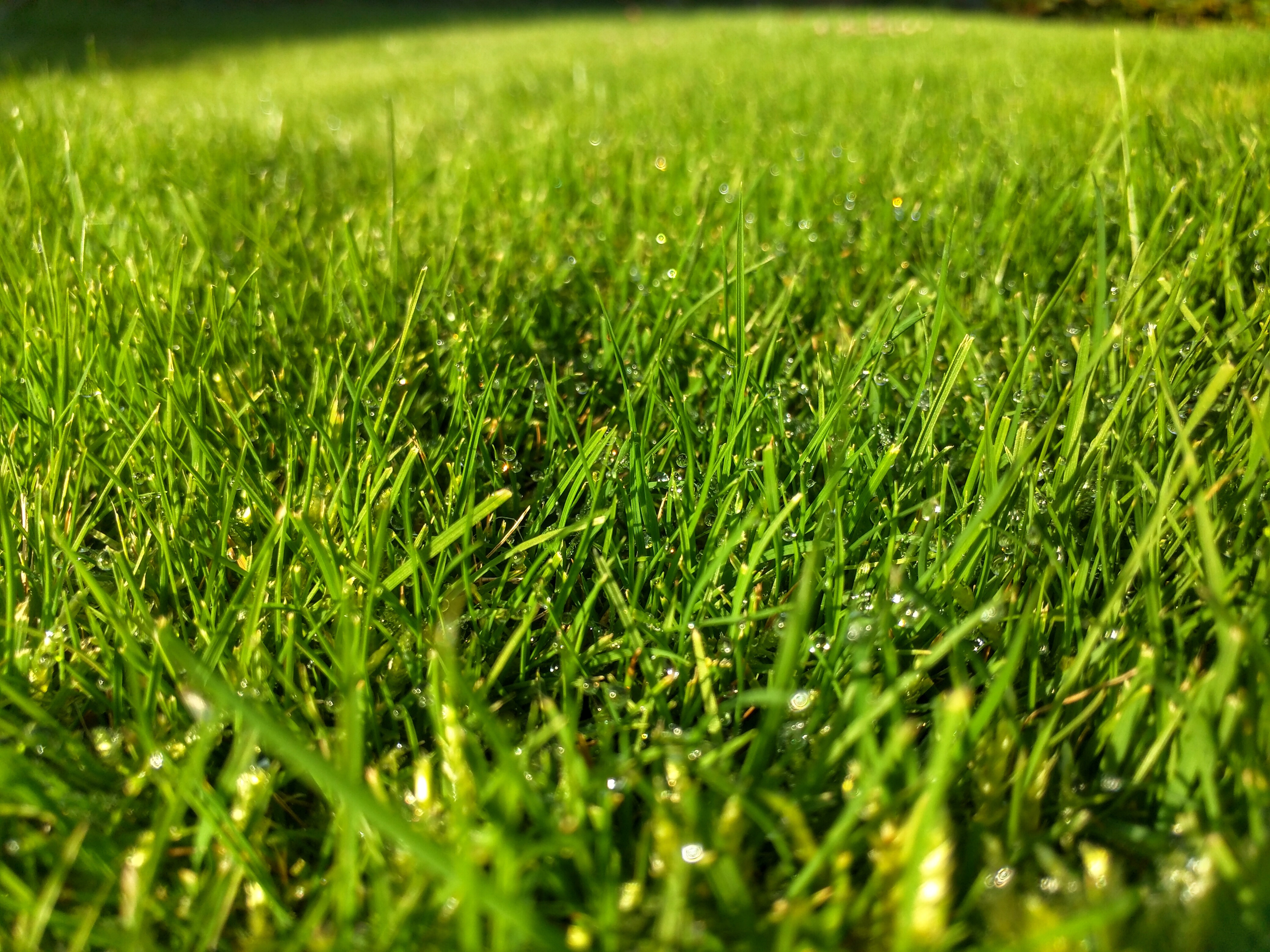 Старая зеленая трава