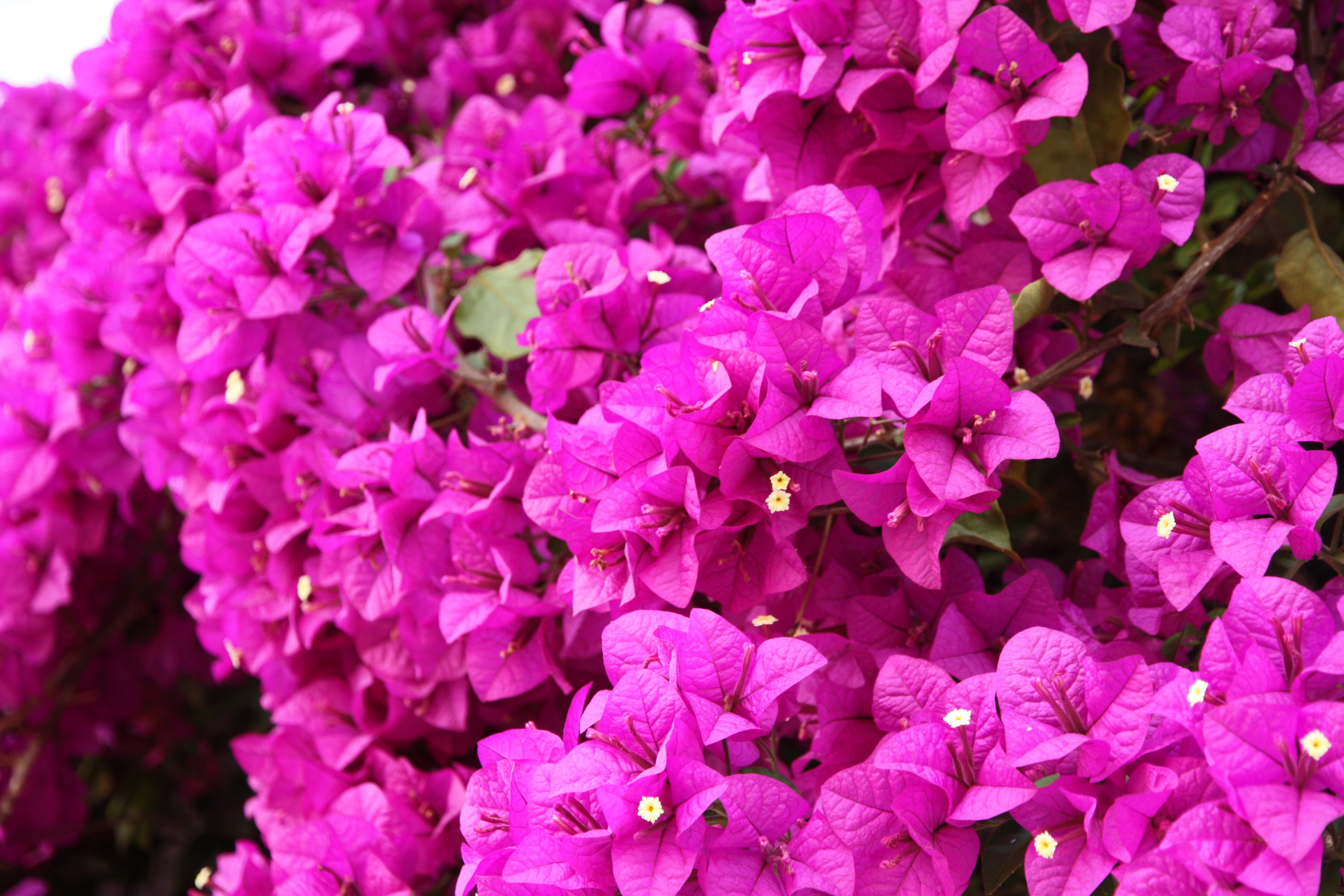 Цветы Бугенвиллея