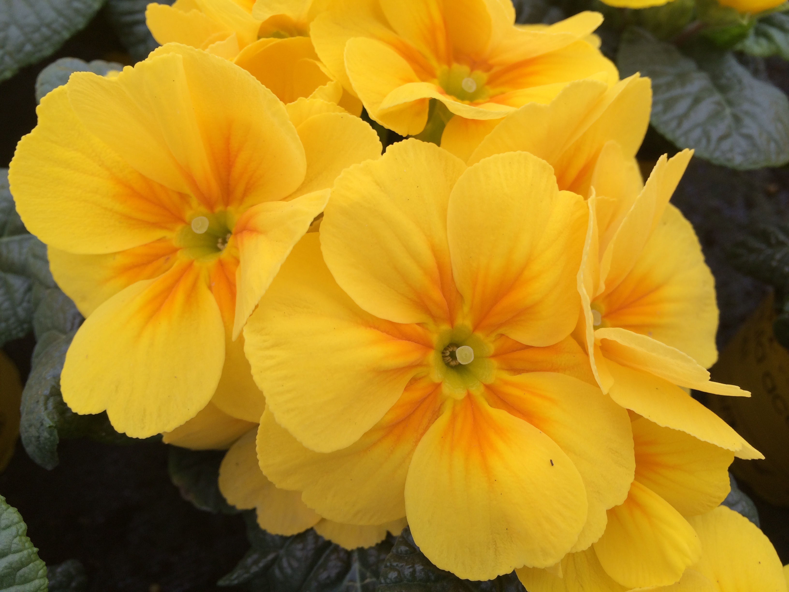 Primrose Yellow С†РІРµС‚