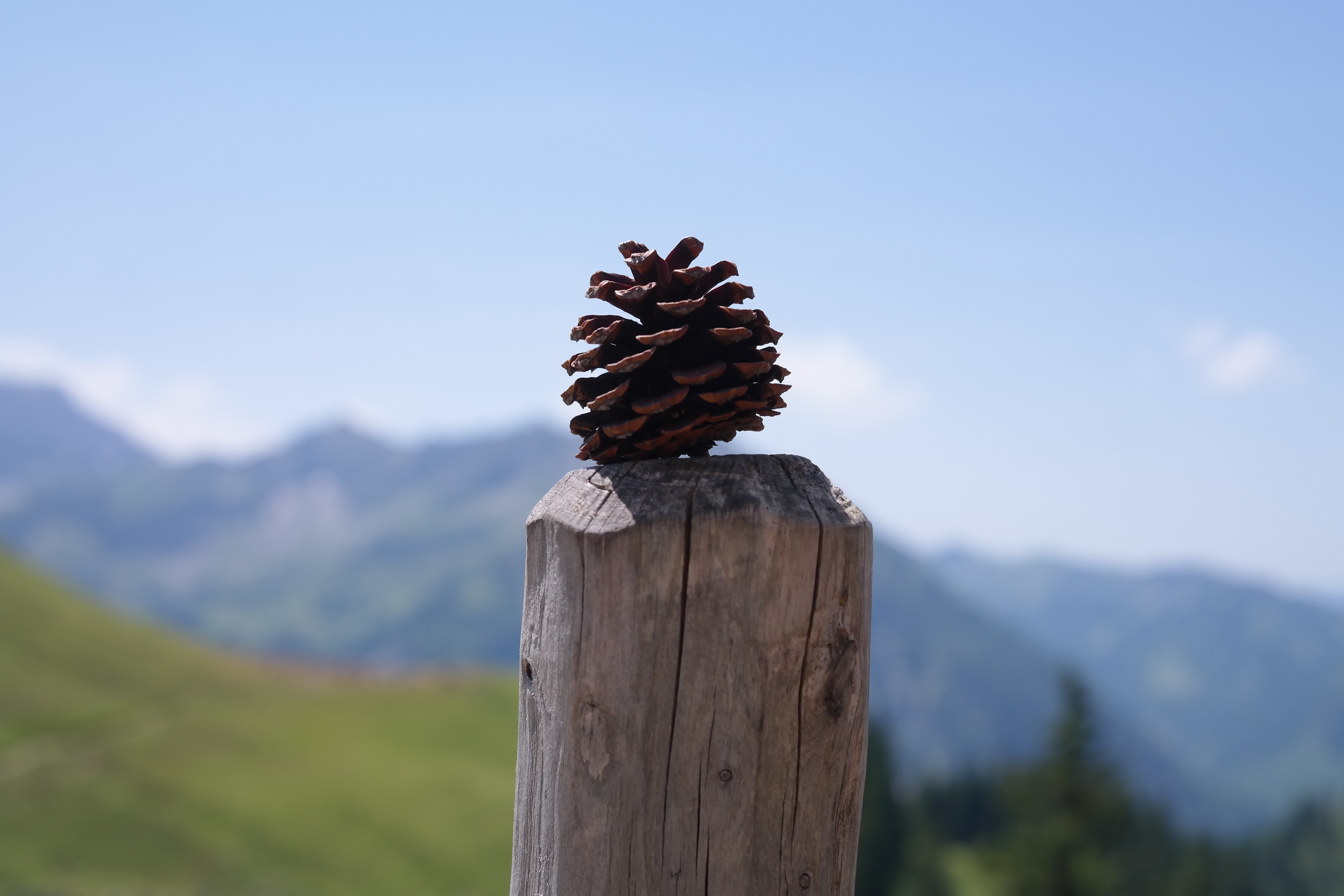brown-bump-on-the-pole-free-image-download