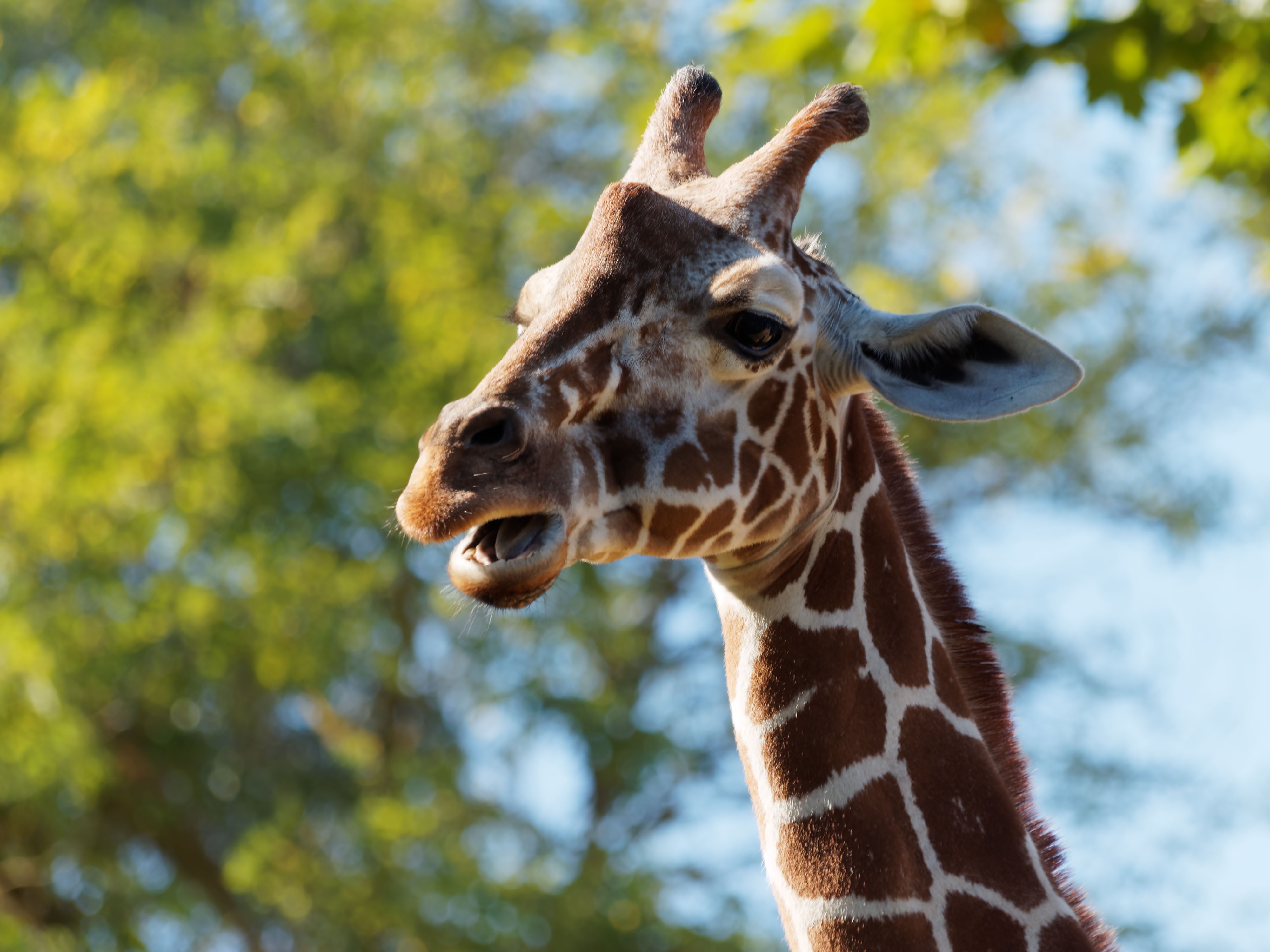 Photo of a spotted giraffe head in the wild, africa free image download