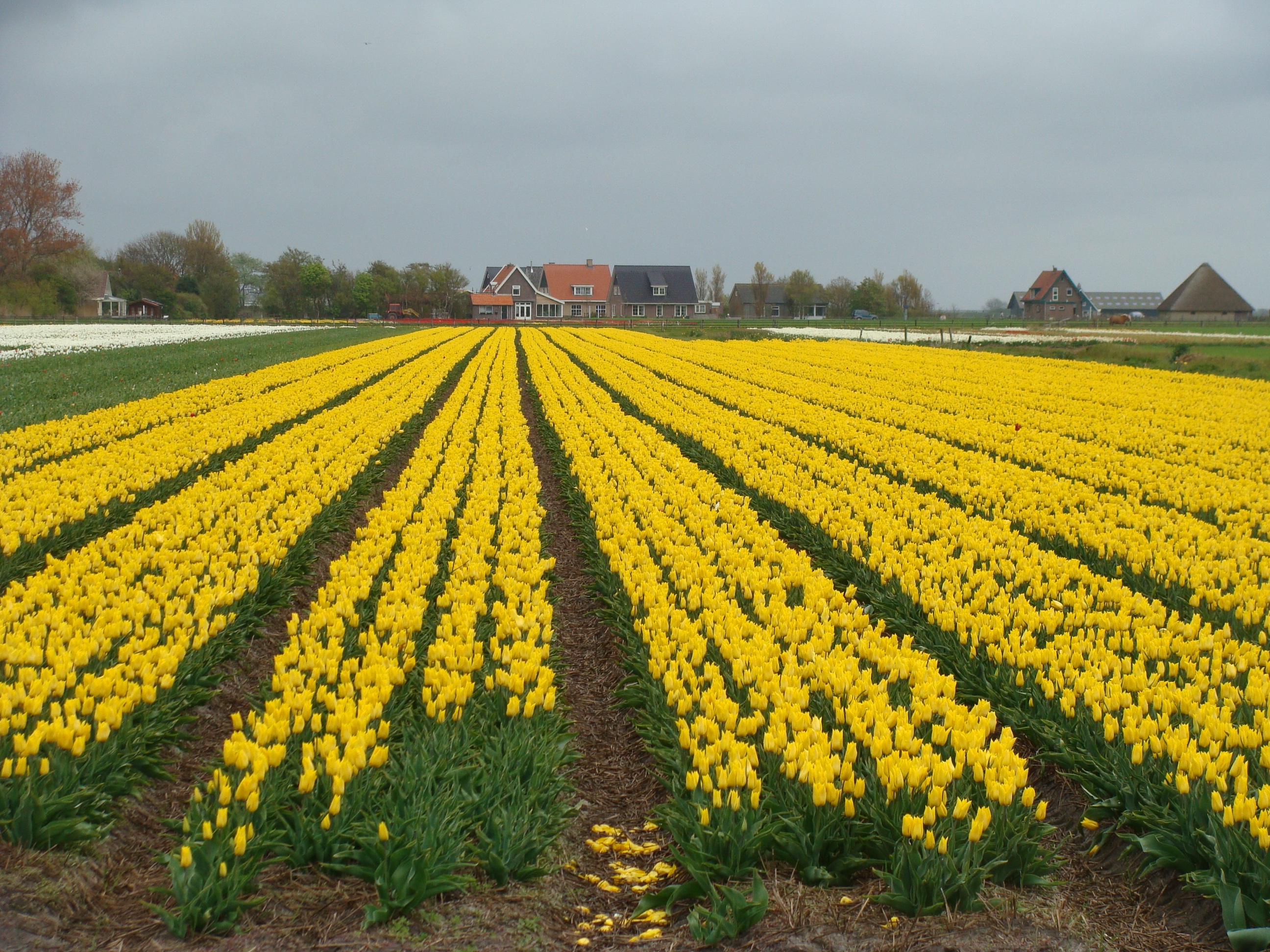 Yellow Netherlands Holland Bulb fields free image download